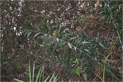 Calamus rotang